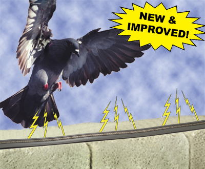 Bird Jolt Flat Track conforms to any geometric surface