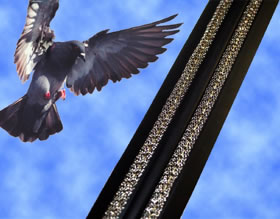 Bird-B-Gone, Inc. Wins Summary Judgment