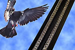 Bird-B-Gone, Inc. Wins Summary Judgment