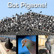 4 Tried & True Methods to Get Rid of Pigeons!