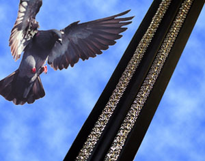 Bird-B-Gone Launches Bird Control Channel For Facility Managers Bird-B-Gone Launches Bird Control Channel For Facility Managers