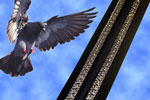Bird-B-Gone Launches Bird Control Channel For Facility Managers