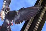 New Patent for Anti-Arcing Design on Bird Jolt System