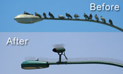 Stainless Steel Bird Spikes From Bird-B-Gone