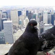 Tall Buildings need Bird Control by Bird-B-Gone, Inc.