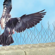 Bird Spikes