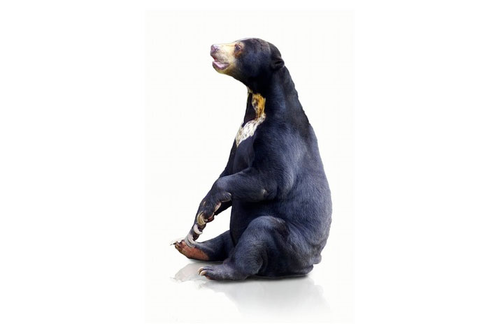 9300 Slides – for the heavier bear