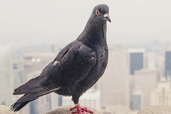 Choosing the right type of bird spikes for your building