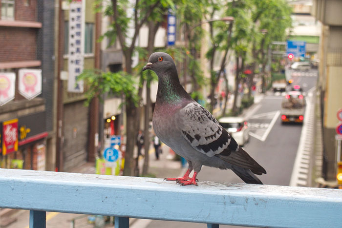Do Bird Spikes Hurt Birds?