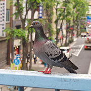 Do Bird Spikes Hurt Birds?