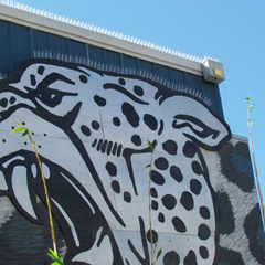 Expert Tips for Choosing the Right Bird Spike Strips