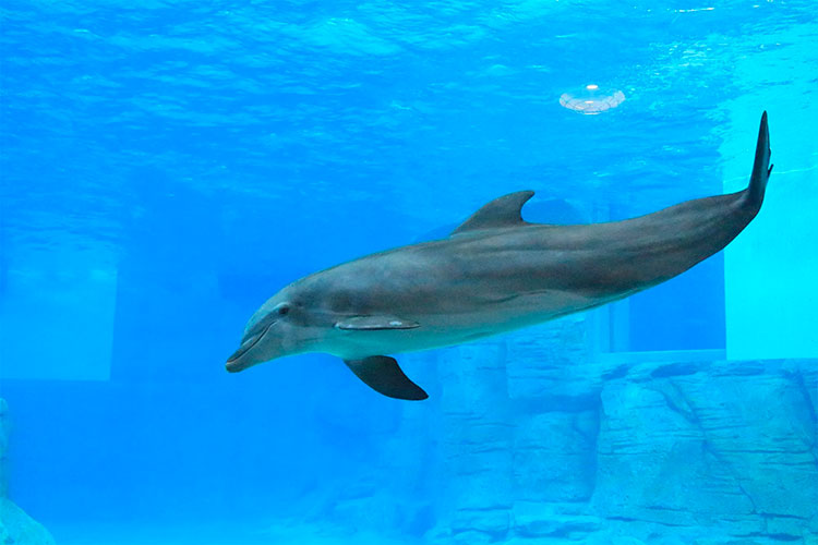 A healthy place: The Clearwater Marine Aquarium in Florida is a non-profit organization dedicated to the rescue, rehabilitation and release of sick and injured marine animals.