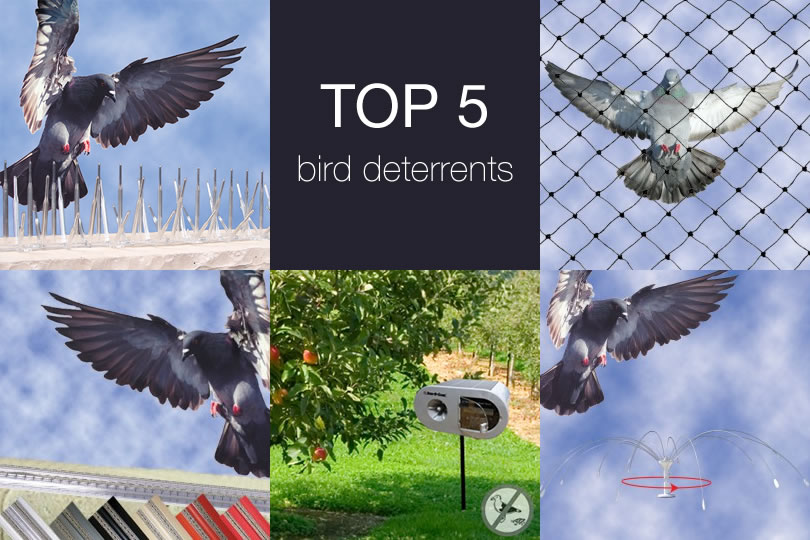 Got a Pest Bird Problem? Get These Top 5 Bird Deterrents