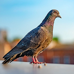 How to Get Rid of Pigeons: An In-Depth Guide to Pigeon Control