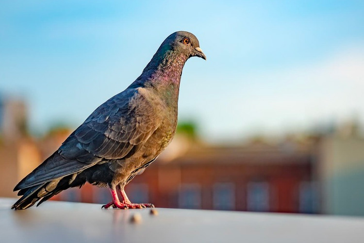 How to Get Rid of Pigeons: An In-Depth Guide to Pigeon Control