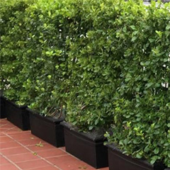 Privacy Element in Outdoor Spaces