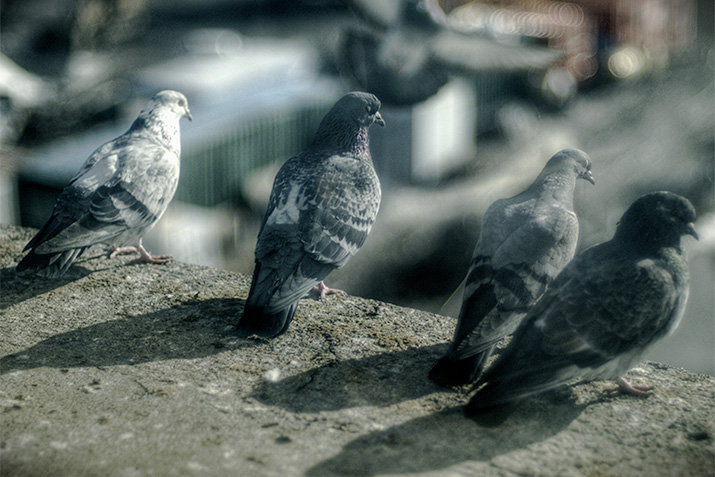 Proper bird problem assessment