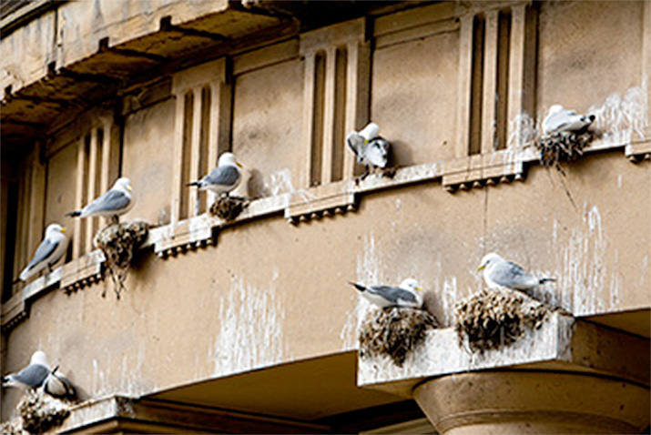 Springtime Means Nesting Birds