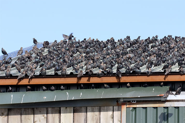 Starlings And The Grain/Agriculture Industry