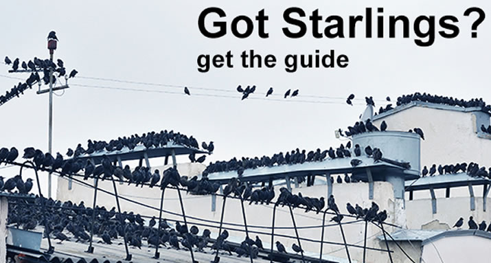 Starlings can be a Costly Nuisance, learn the facts on how to keep them away from your buildings
