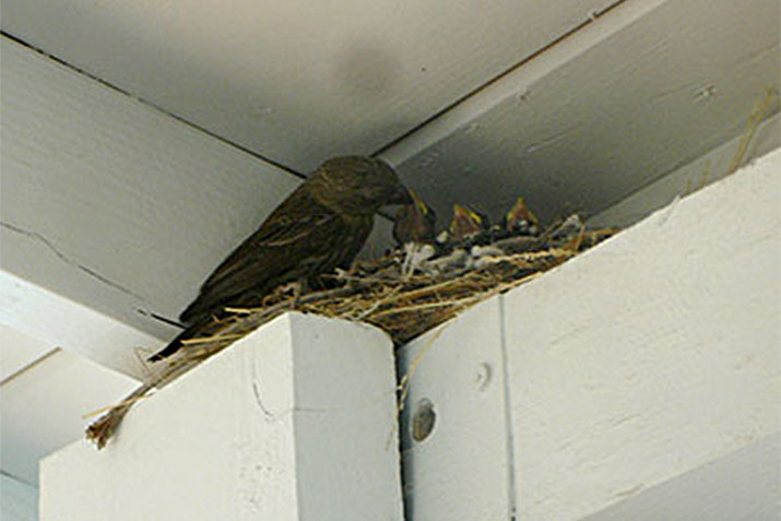 Summer Birds Nesting on Your Property?