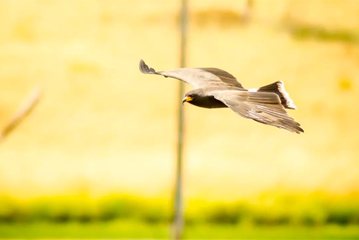 Sustainable architecture: how to help prevent bird strikes