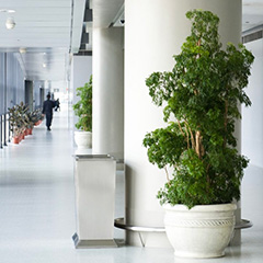 The Benefits of Plants in Your Office