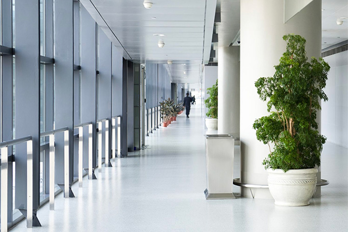 The Benefits of Plants in Your Office