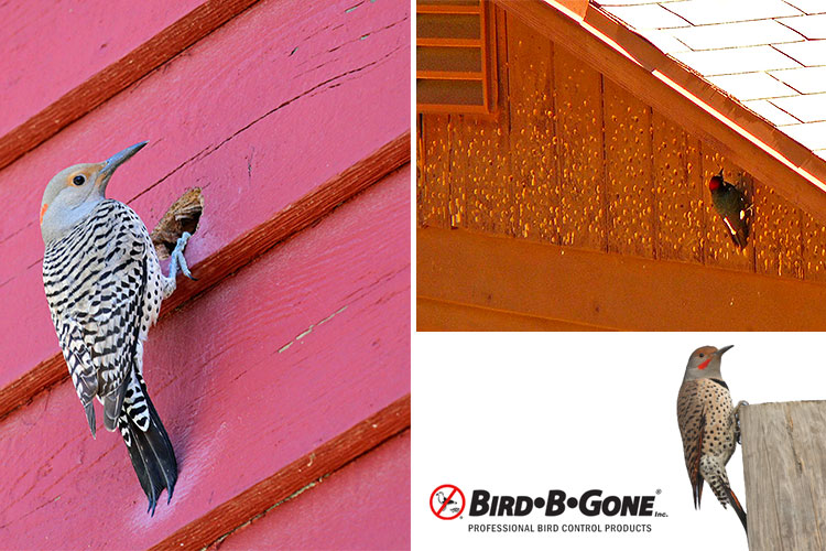 The Best Woodpecker Control Solutions To Avoid House Damage
