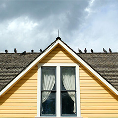 The Ultimate Roof Spikes Guide for Roosting Birds