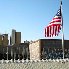 Why Bird Spike is Effective and Simple (Expert Explanation)